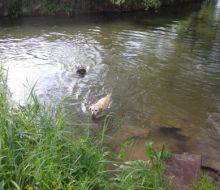 Hund im Wasser