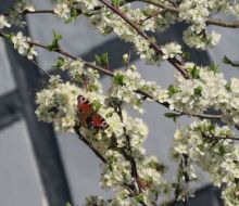 Schmetterling sitzt auf einem bl&uuml;henden Ast