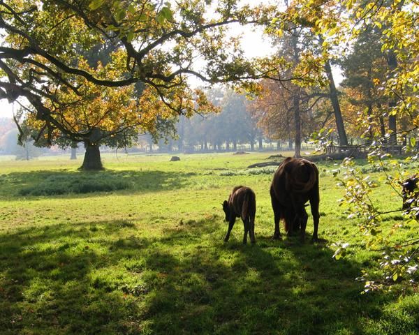 Wisente im Tierpark Sababurg